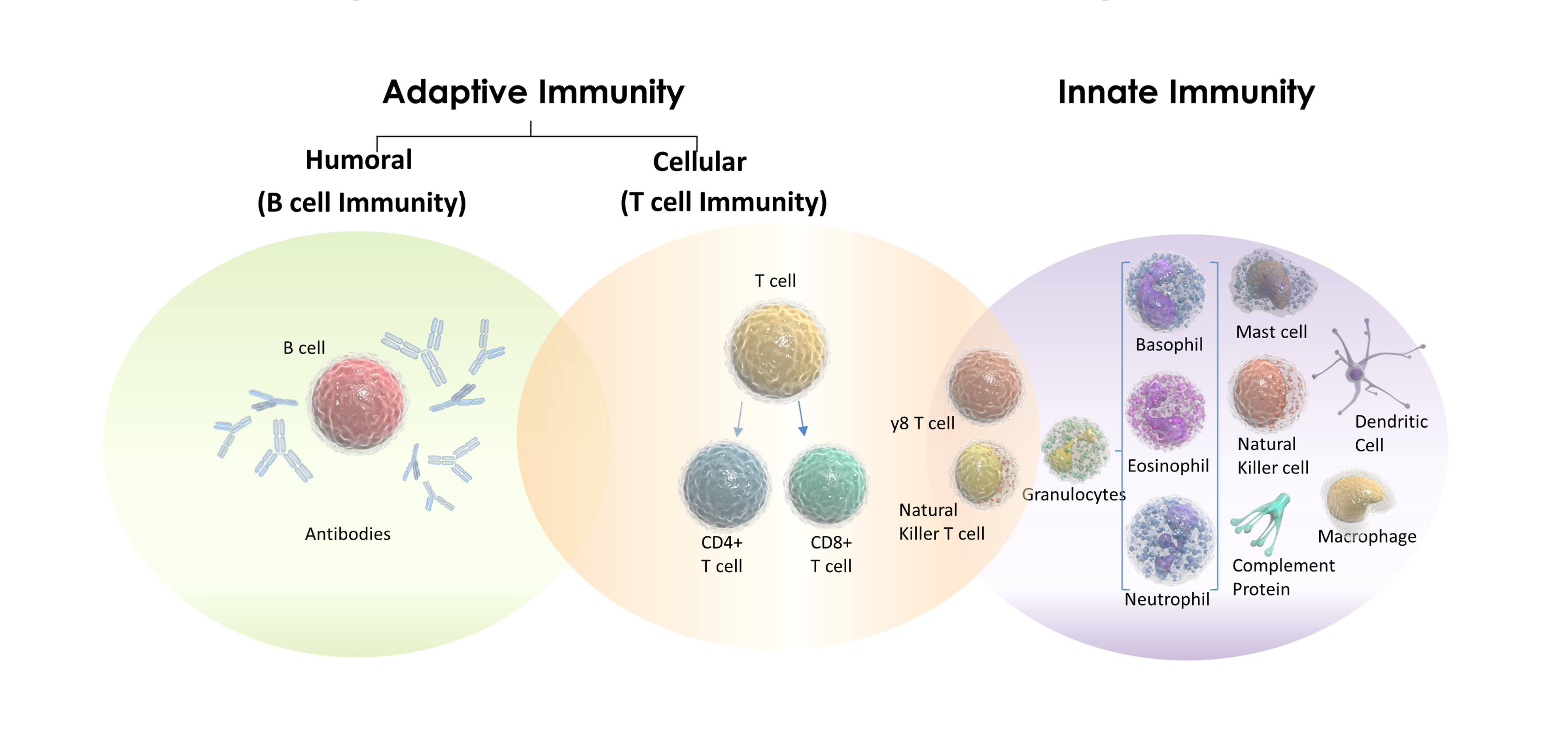 human immune system cells