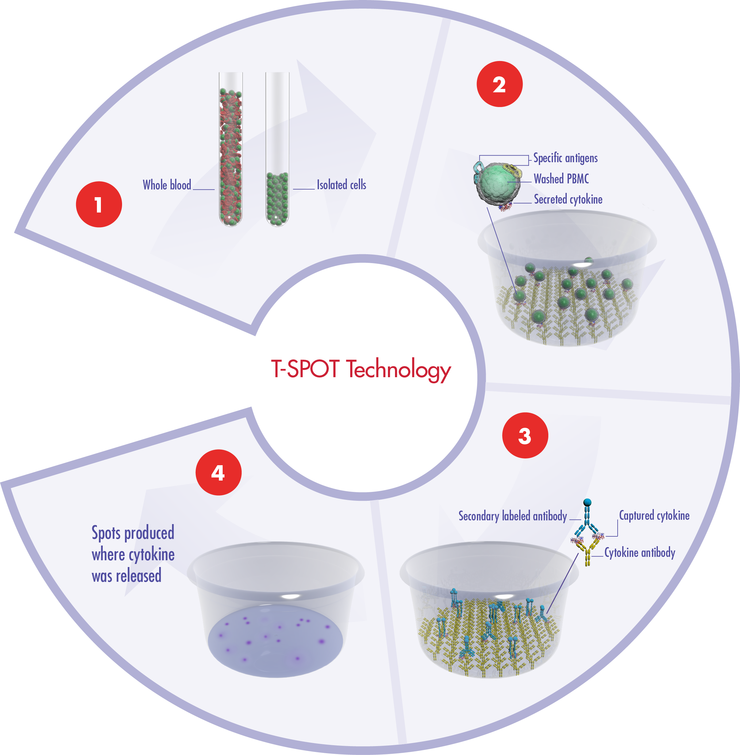 The principles of our T-SPOT assay system using blood as the body fluid in the example